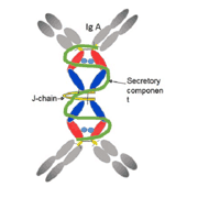 antibody to or anti- B Defenson-2 (BD-2) antibody