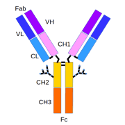 antibody to or anti- B-2 Microglobulin antibody