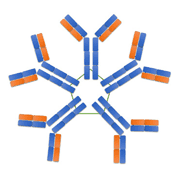 anti-[Tyr8]-Bradykinin Antibody, 1 mg
