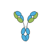 Anti- Pleckstrin Homology Like Domain Family A, Member 2 (PHLDA2) Antibody