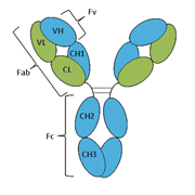 Anti- Early B-Cell Factor 2 (EBF2) Antibody