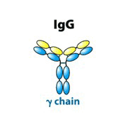 Anti- Immunoglobulin G3 (IgG3)-Mouse monoclonal Antibody