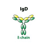 Anti- Ig light chain kappa Antibody