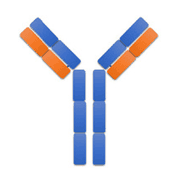 antibody to or anti- Factor VII Human -HRP antibody