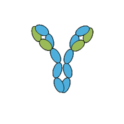 antibody to or anti- G-protein Receptor (GPR20) antibody