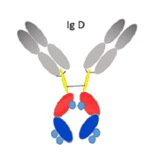 Mouse Anti- IFNγ Recombinant Antibody (B133.5)