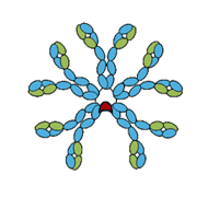 Anti- Nuclear Receptor Subfamily 3, Group C, Member 1 (NR3C1) Antibody