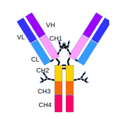 antibody to or anti- 5-hydroxytryptamine 1D receptor antibody