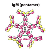 100ug-Anti- Regenerating Islet Derived Protein 3 Gamma (REG3g)