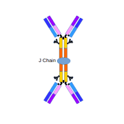 Rabbit anti- human Zinc finger BED domain-containing protein 1 protein polyclonal Antibody, Biotin conjugated
