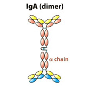 Anti- Immunoglobulin A (IgA) Antibody